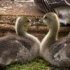 Love from the Goslings at the Lodge